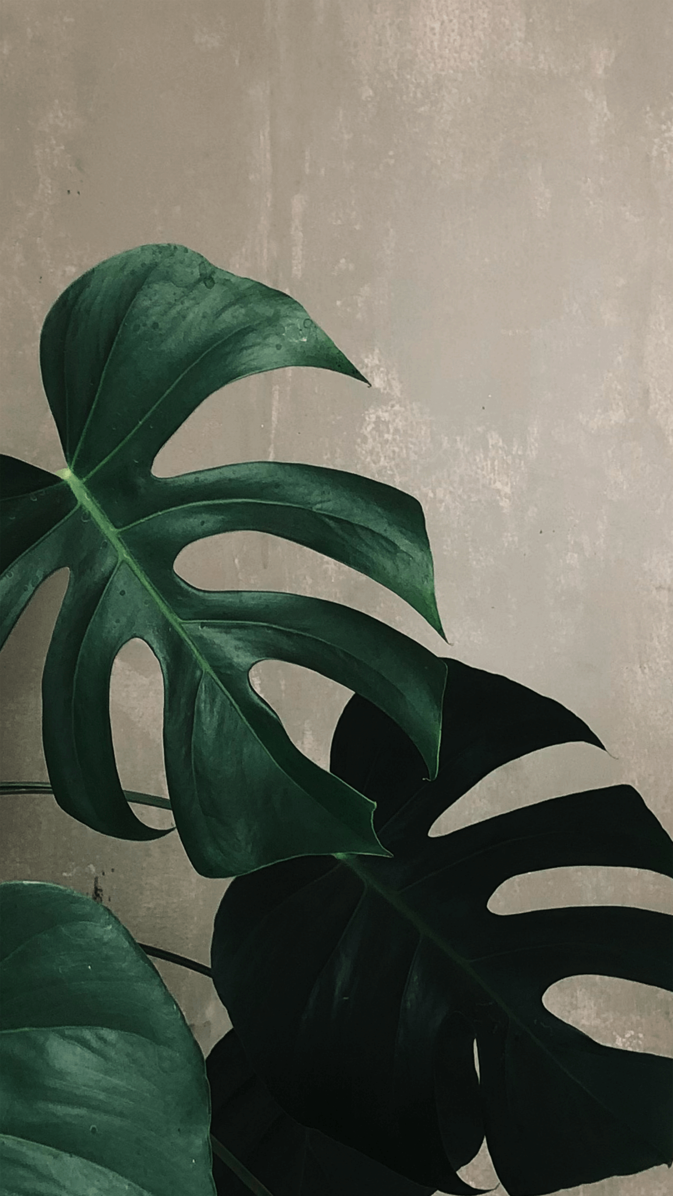 Blätter Monstera